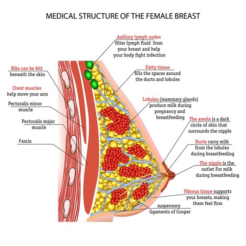 Breast Anatomy New Size